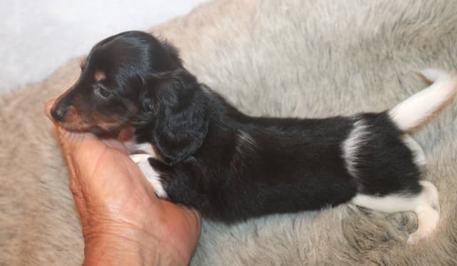 Dachshund Puppies media 4