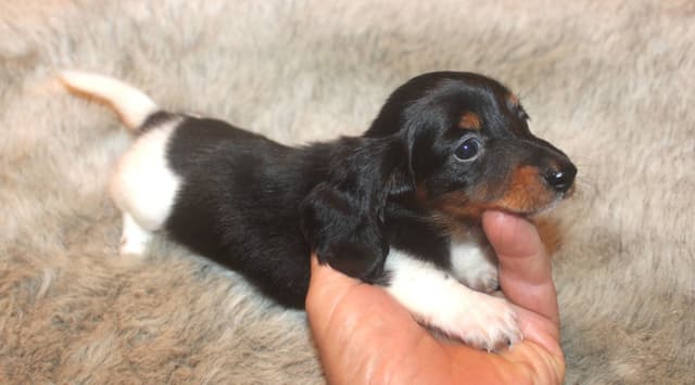 Dachshund Puppies media 3