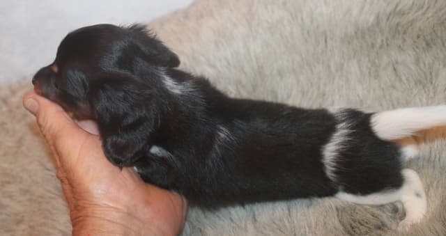 Dachshund Puppies media 5
