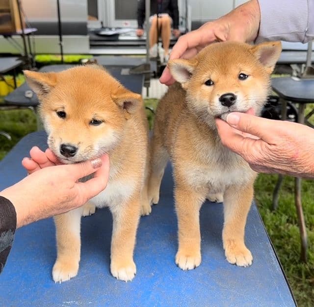 Shiba Inu Red breeder image 1