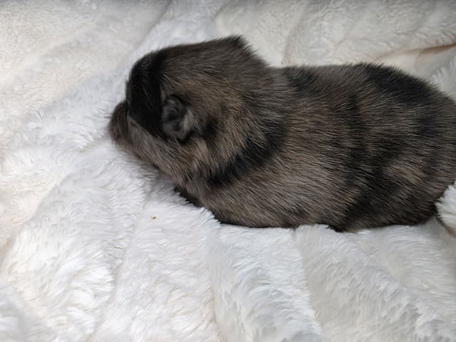 Pomeranian Puppies media 2