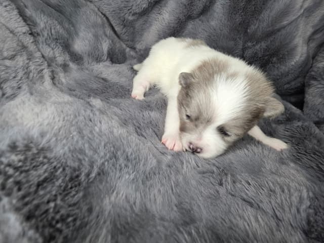Pomeranian Puppies media 3