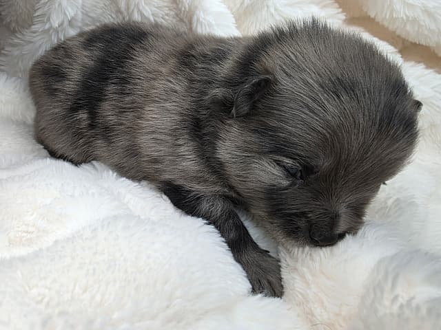 Pomeranian Puppies media 5