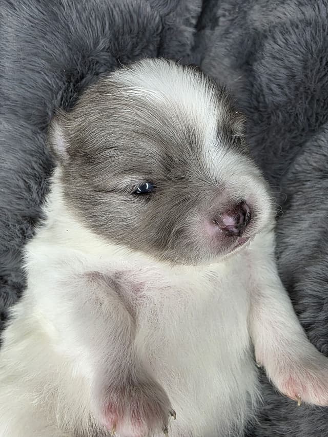 Pomeranian Puppies media 7