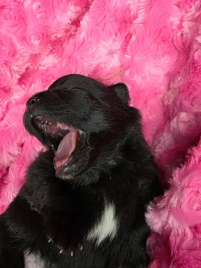 Pomeranian Puppies media 6