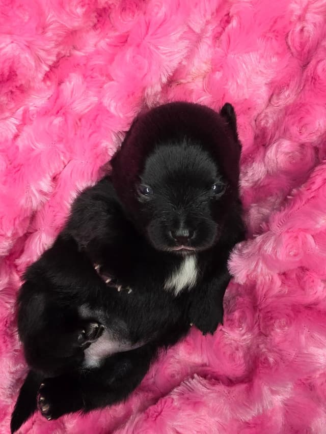 Pomeranian Puppies media 12