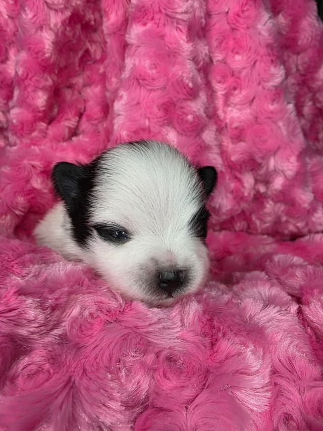 Pomeranian Puppies media 10