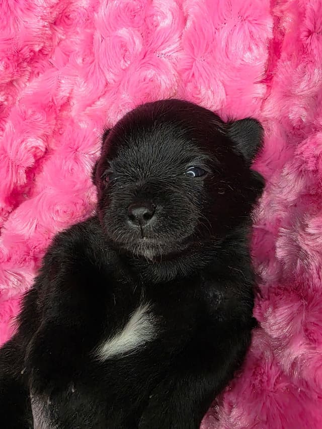 Pomeranian Puppies media 9