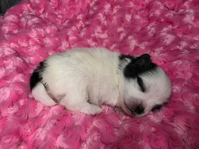 Pomeranian Puppies media 8