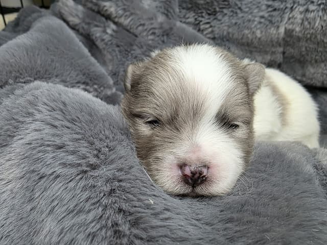 Pomeranian Puppies media 11