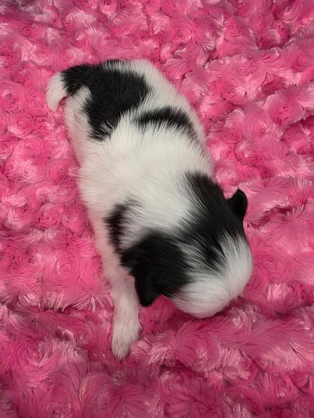 Pomeranian Puppies media 14