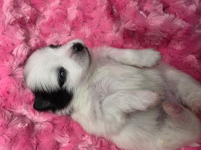 Pomeranian Puppies media 13