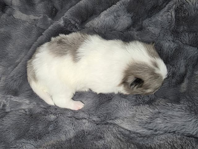 Pomeranian Puppies media 16