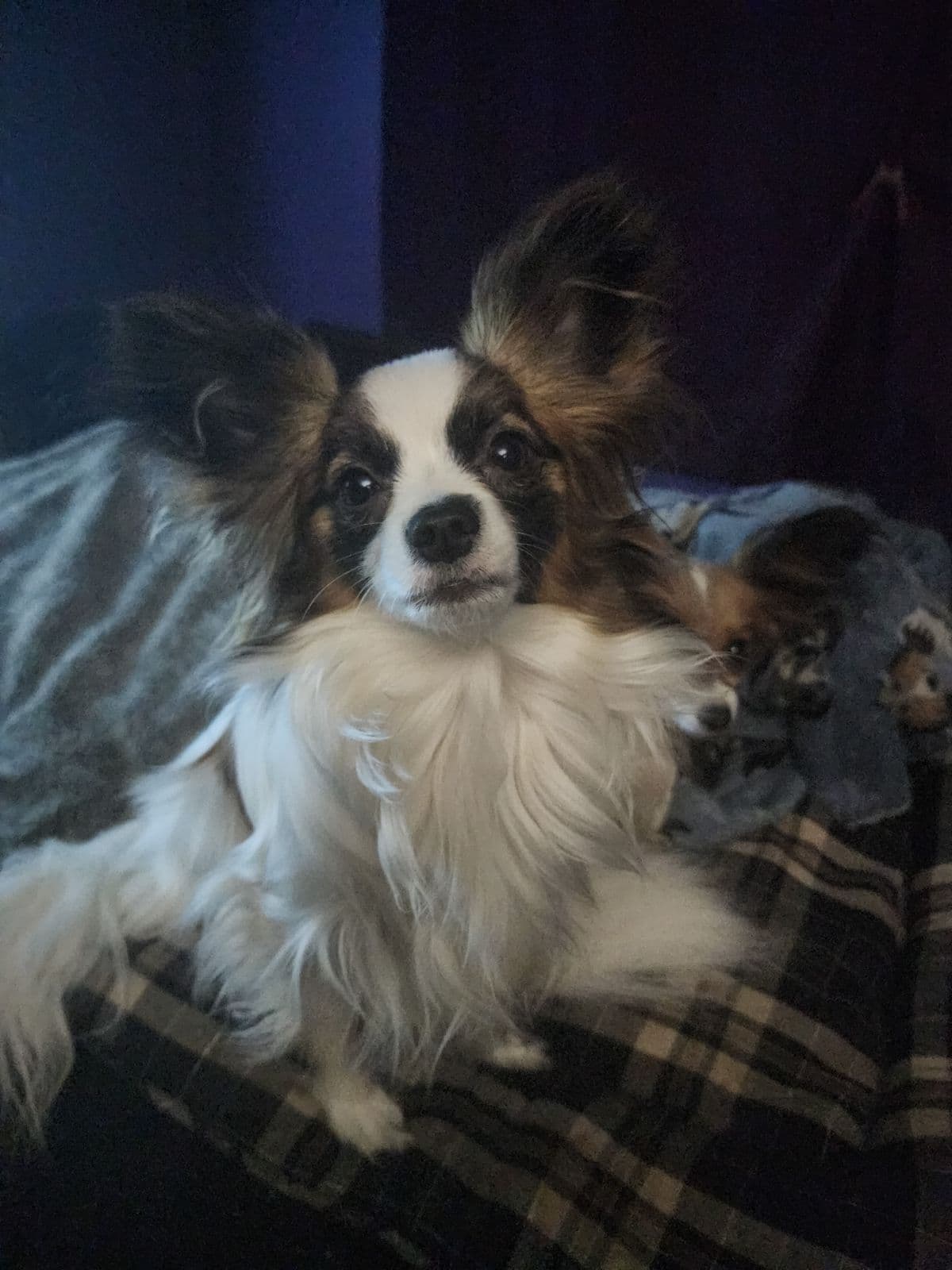 Papillon Puppies breeder image 1