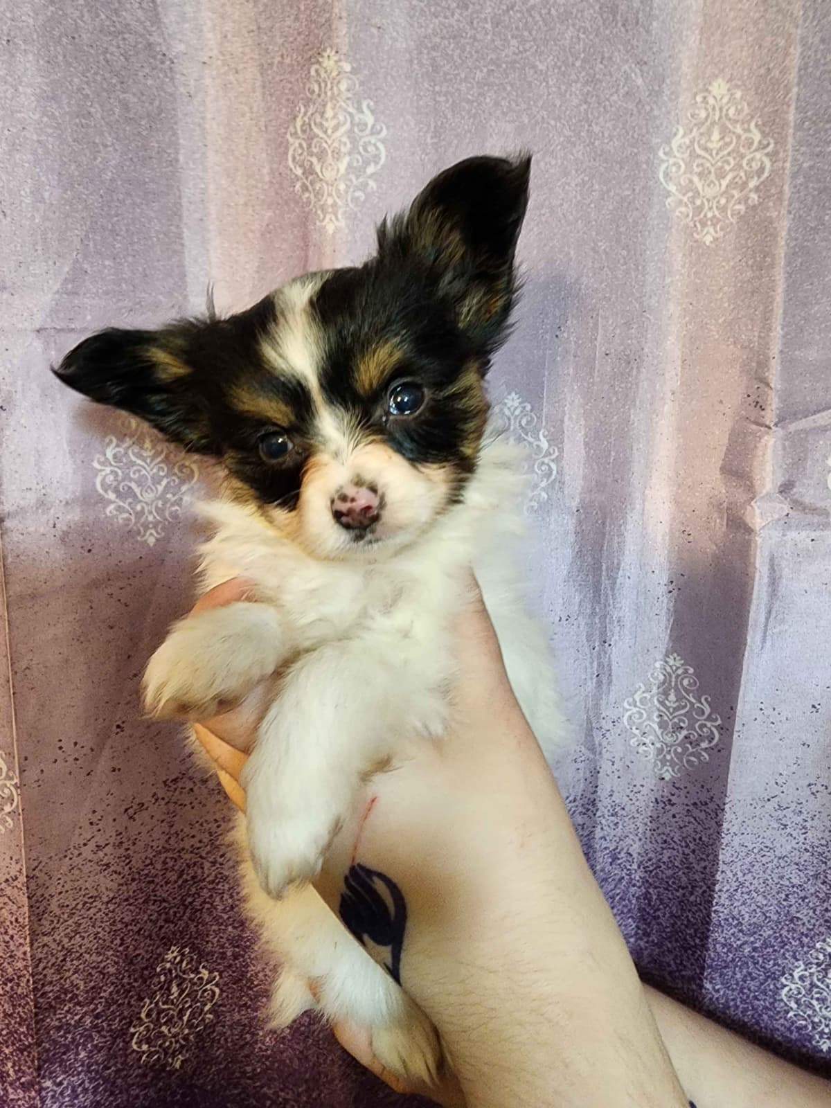 Papillon Puppies breeder image 2