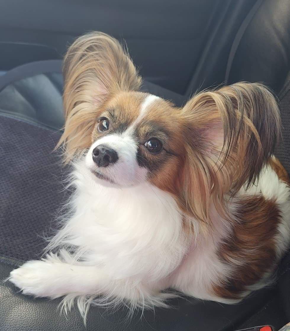 Papillon Puppies breeder image 4