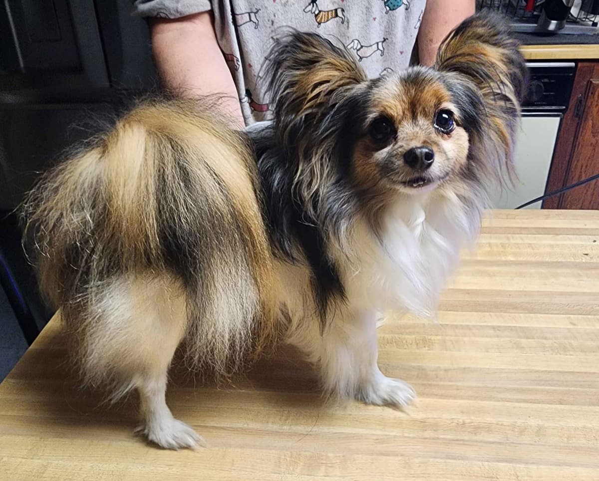 Papillon Puppies breeder image 5