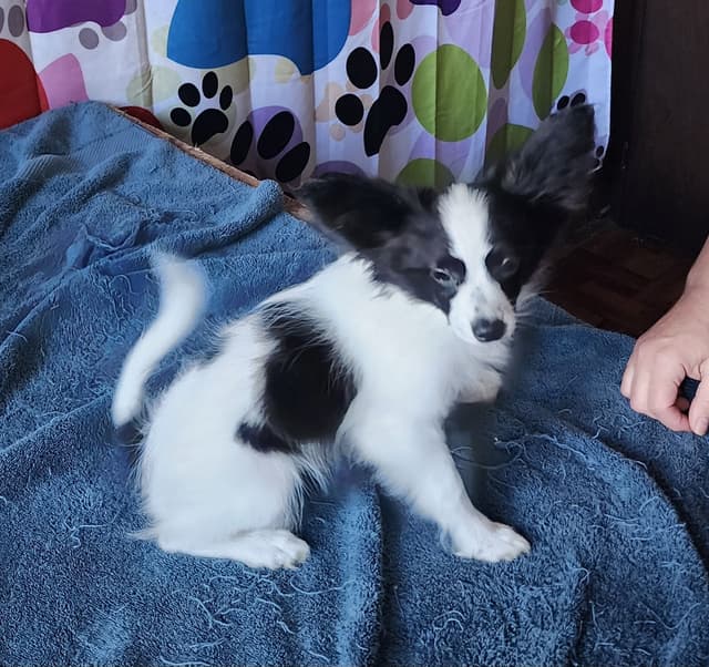 Papillon Puppies media 2