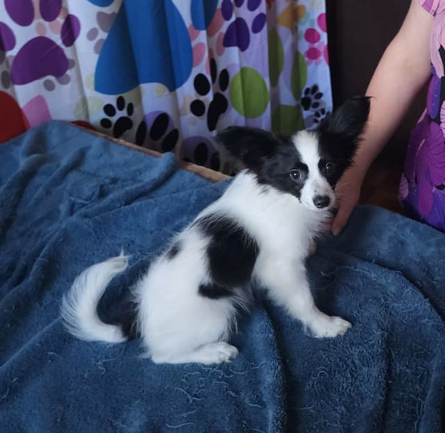 Papillon Puppies media 3