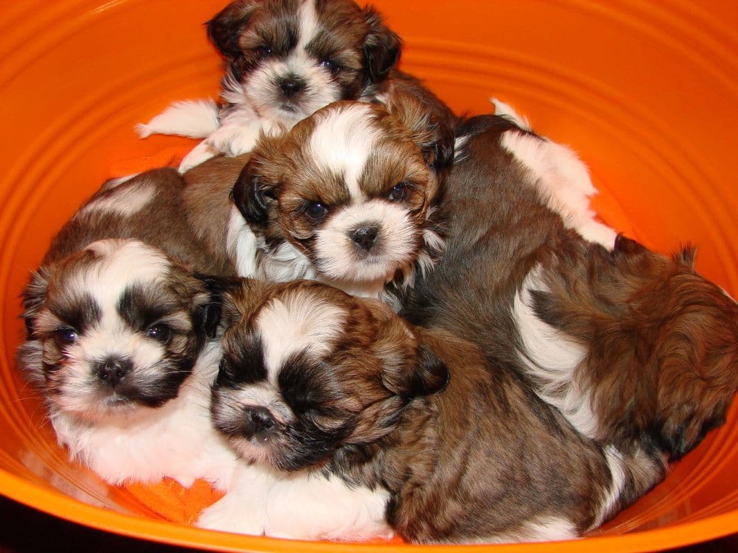 Shih Tzu Puppies breeder image 1