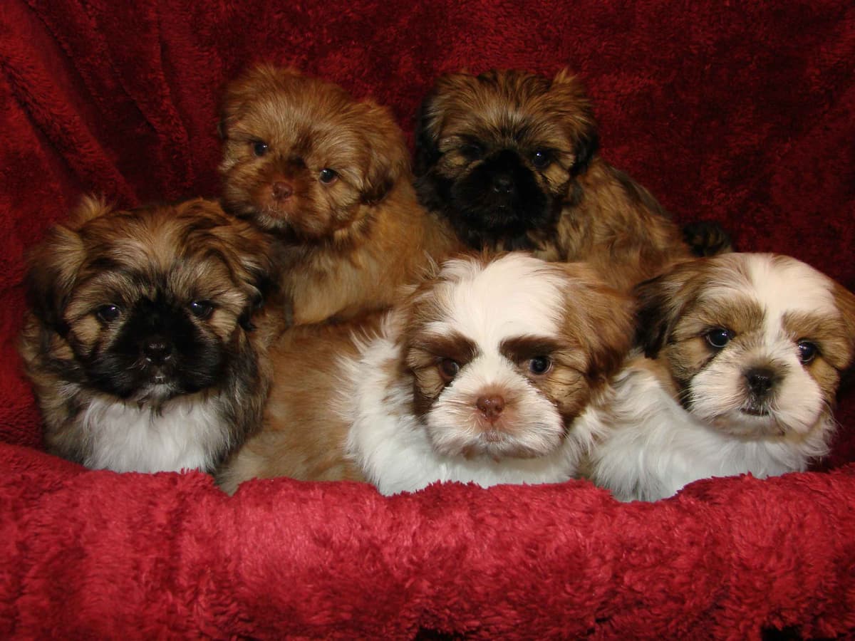 Shih Tzu Puppies breeder image 2