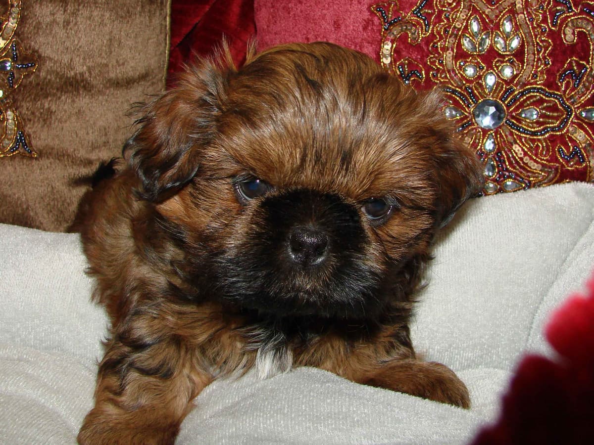 Shih Tzu Puppies breeder image 3