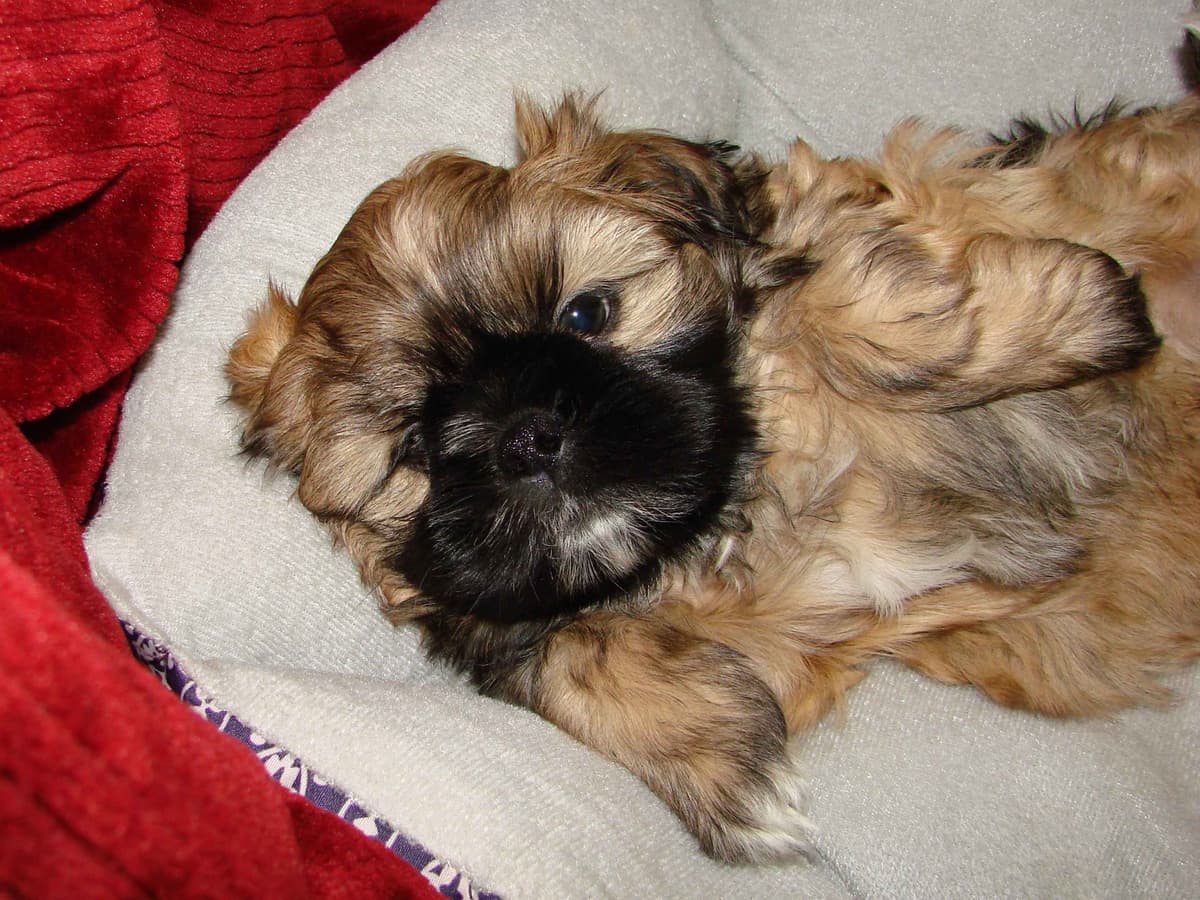 Shih Tzu Puppies breeder image 4
