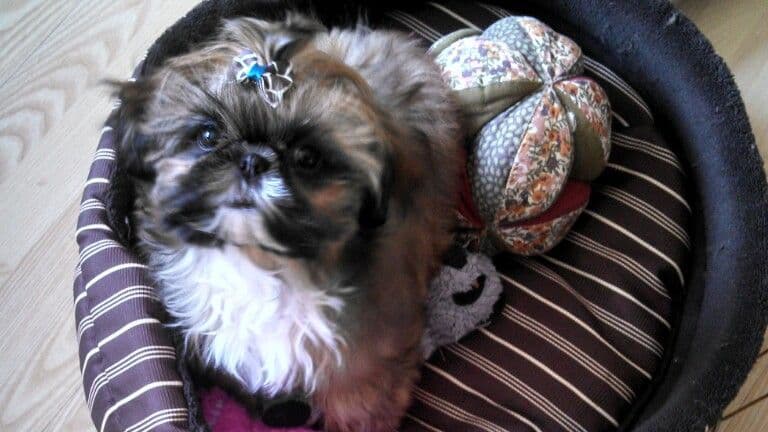 Shih Tzu Puppies breeder image 5