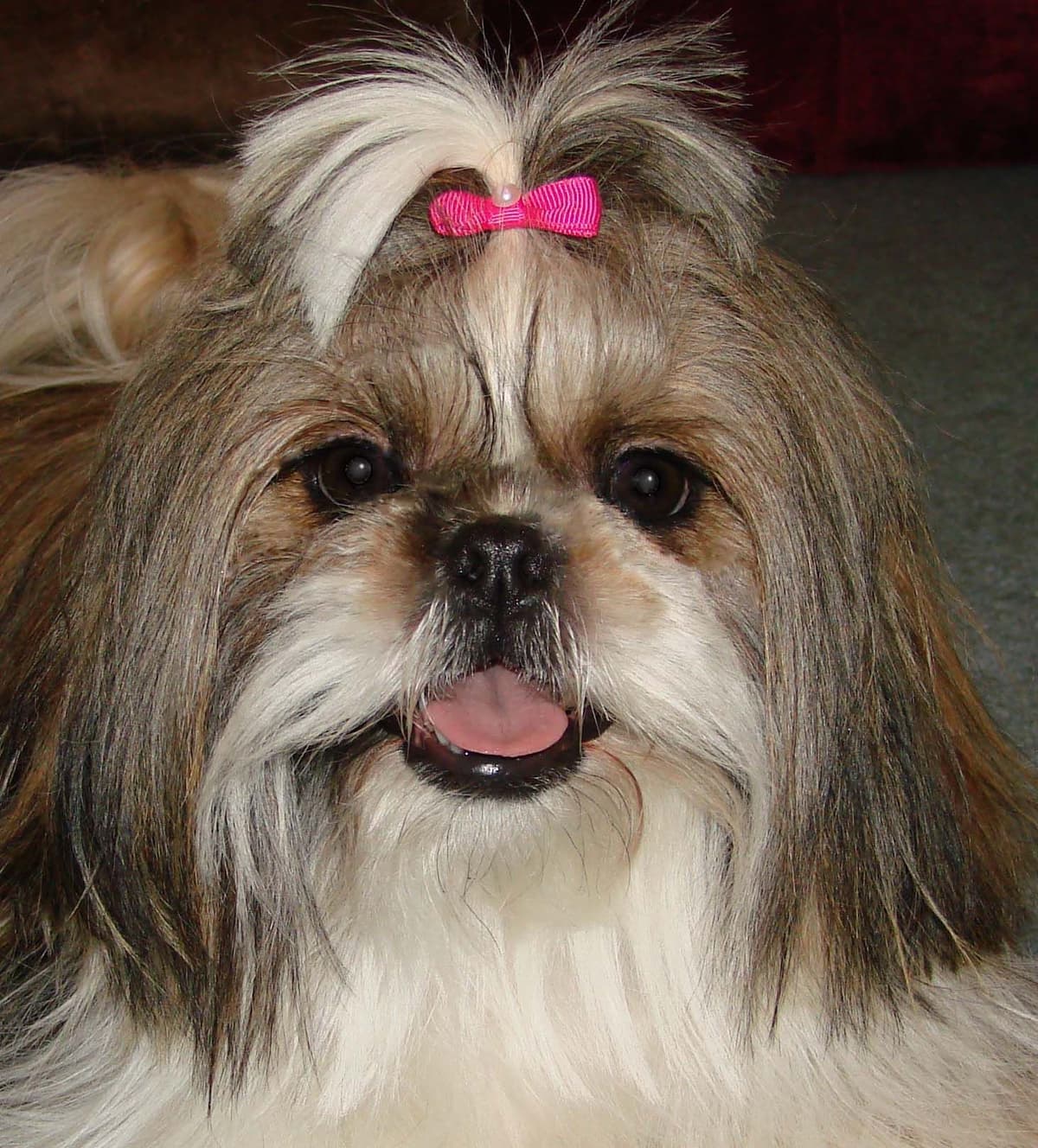 Shih Tzu Puppies breeder image 6