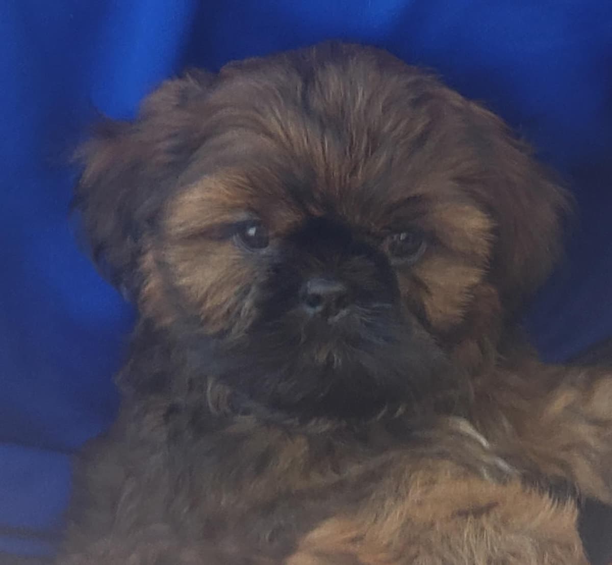 Shih Tzu Puppies breeder image 7