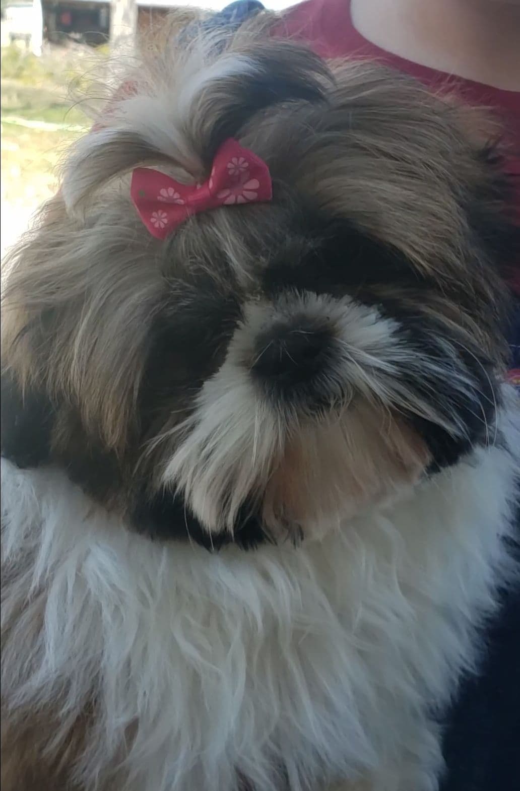 Shih Tzu Puppies breeder image 8