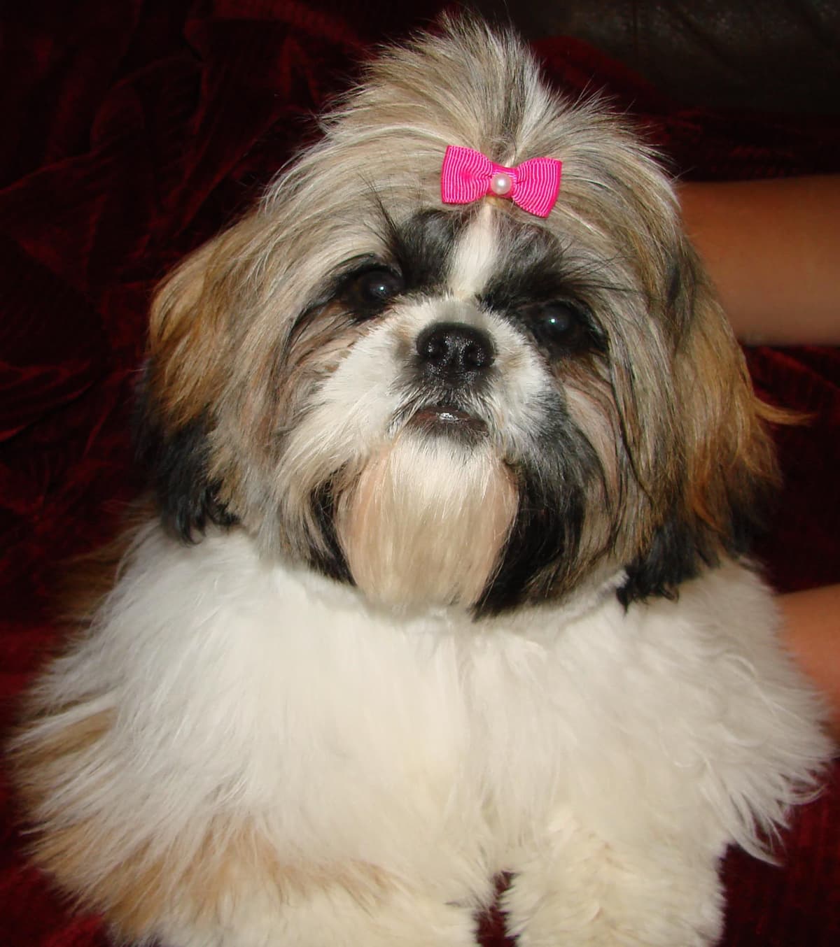 Shih Tzu Puppies breeder image 9