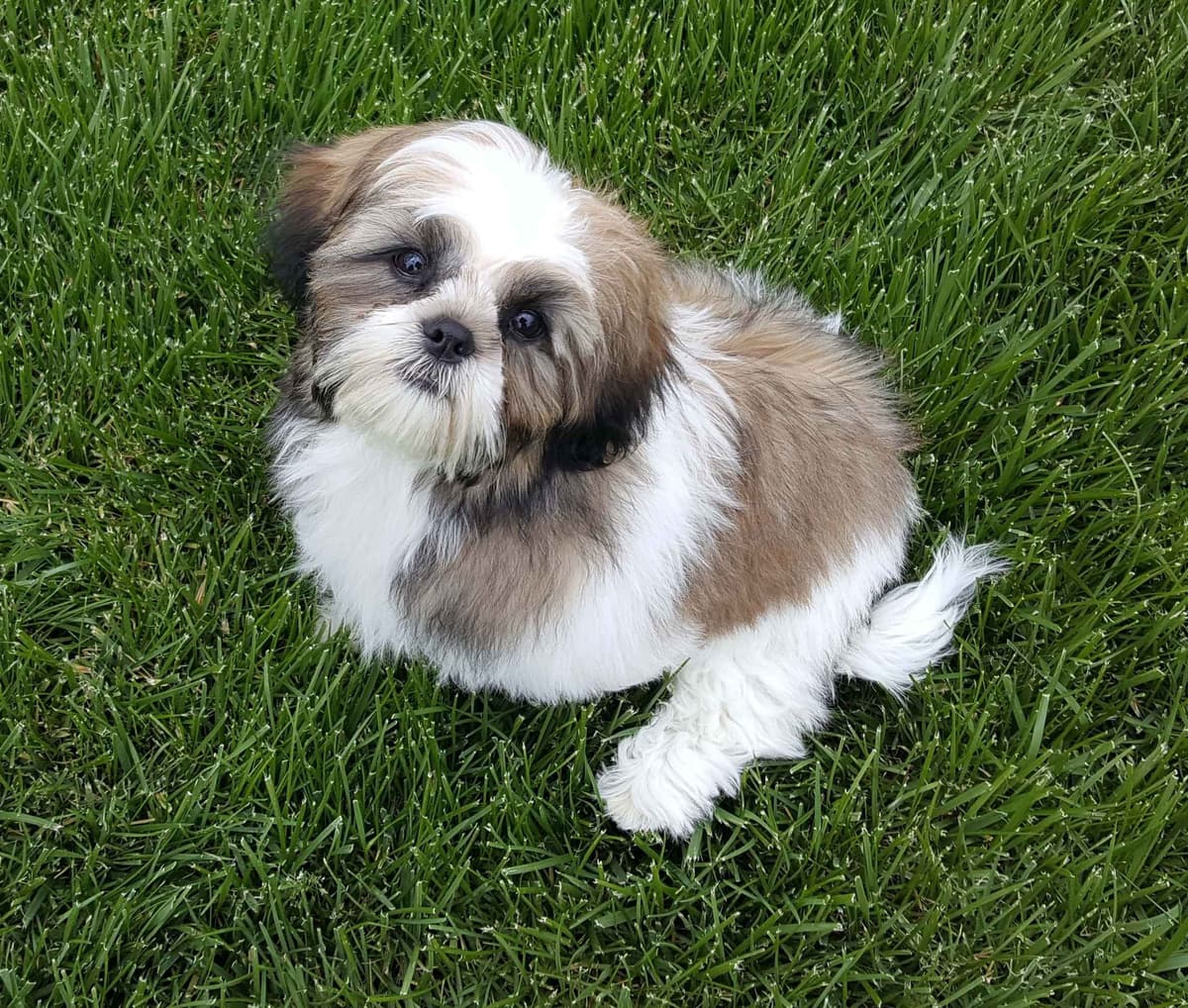 Shih Tzu Puppies breeder image 10