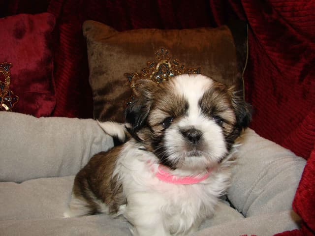 Shih Tzu Puppies media 2