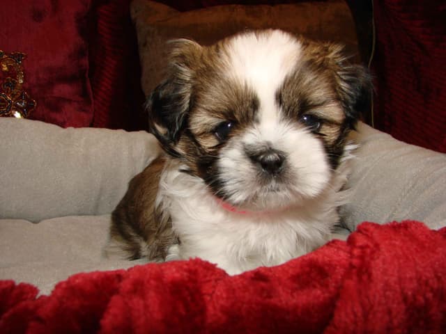 Shih Tzu Puppies media 3