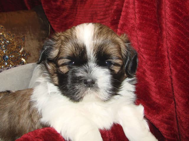 Shih Tzu Puppies media 4
