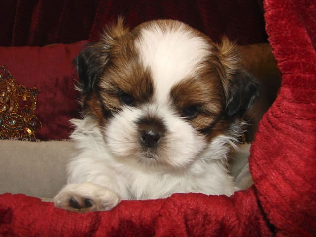 Shih Tzu Puppies media 5