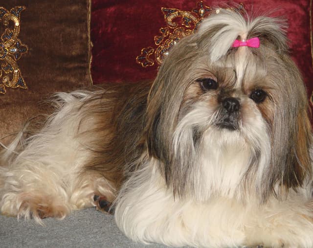Shih Tzu Puppies media 6