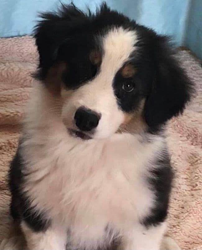 Australian Shepherd Puppies breeder image 4