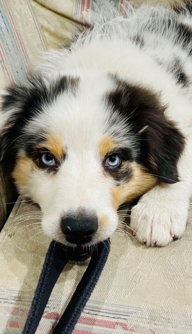 Australian Shepherd Puppies breeder image 6