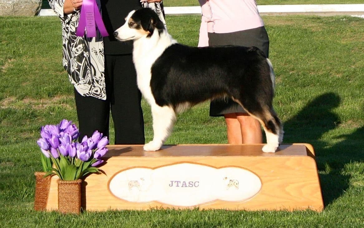 Australian Shepherd Puppies breeder image 8