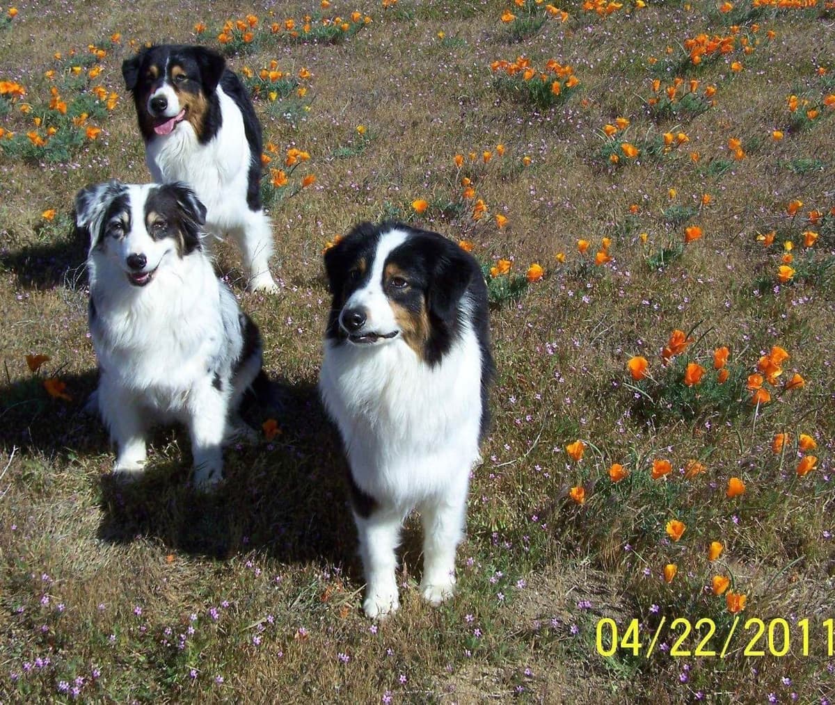 Australian Shepherd Puppies breeder image 9