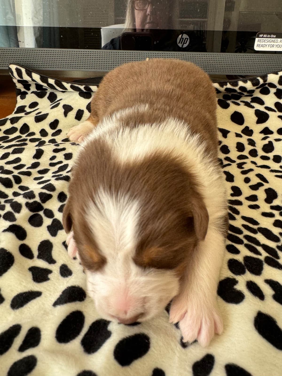 Australian Shepherd Puppies breeder image 10