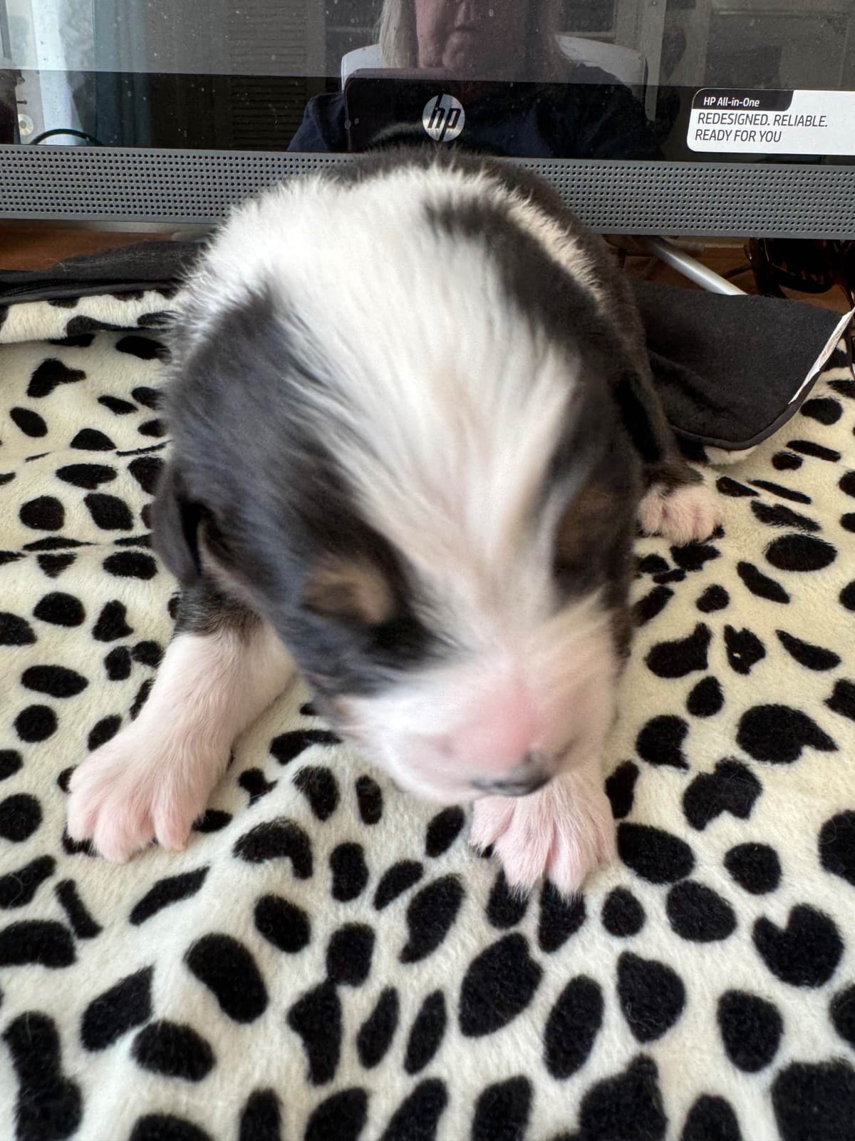 Australian Shepherd Puppies breeder image 12