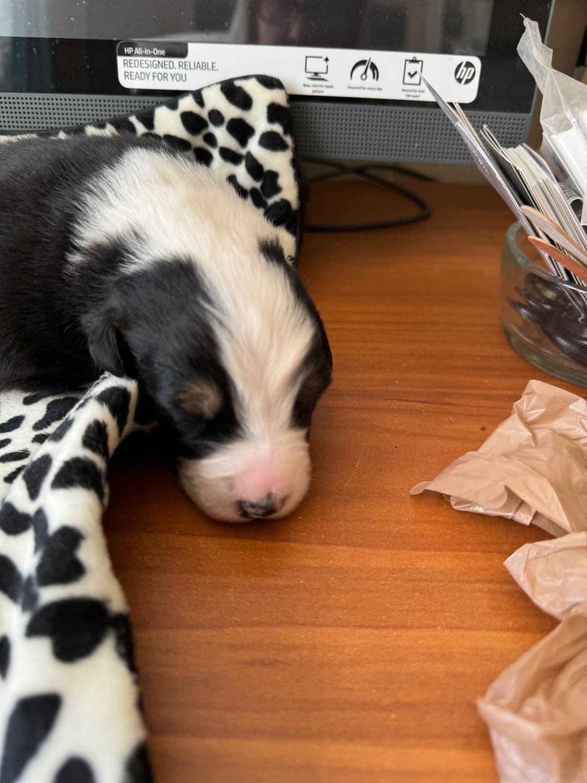 Australian Shepherd Puppies breeder image 14