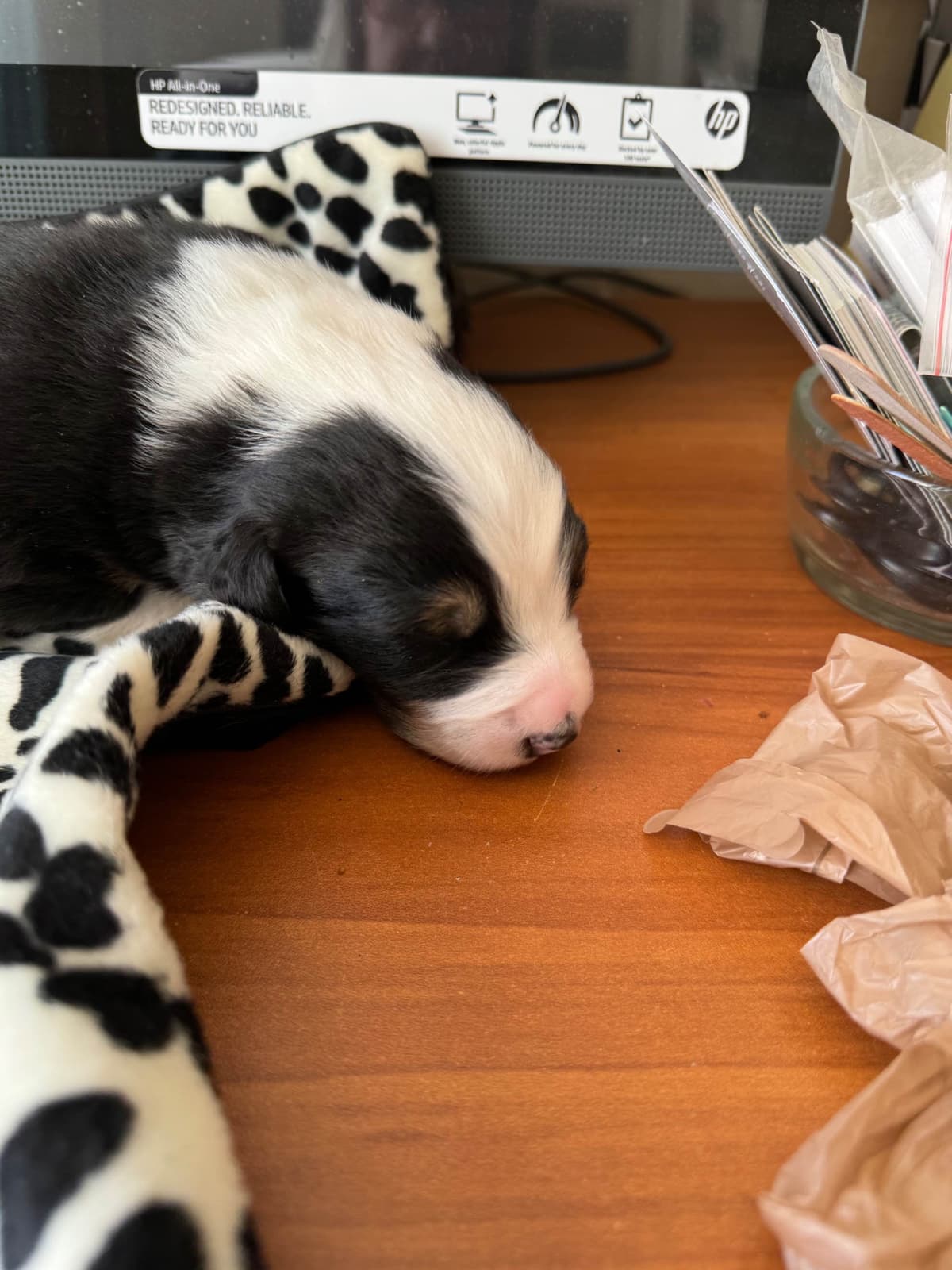 Australian Shepherd Puppies breeder image 15