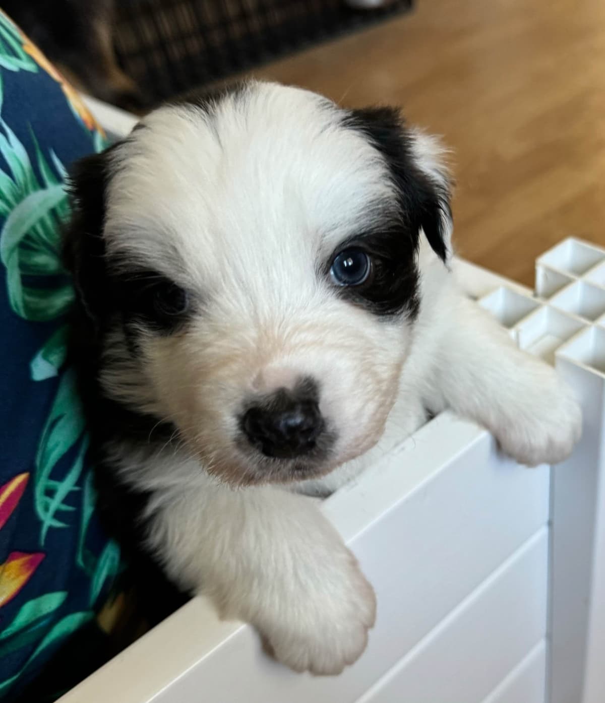 Australian Shepherd Puppies breeder image 16