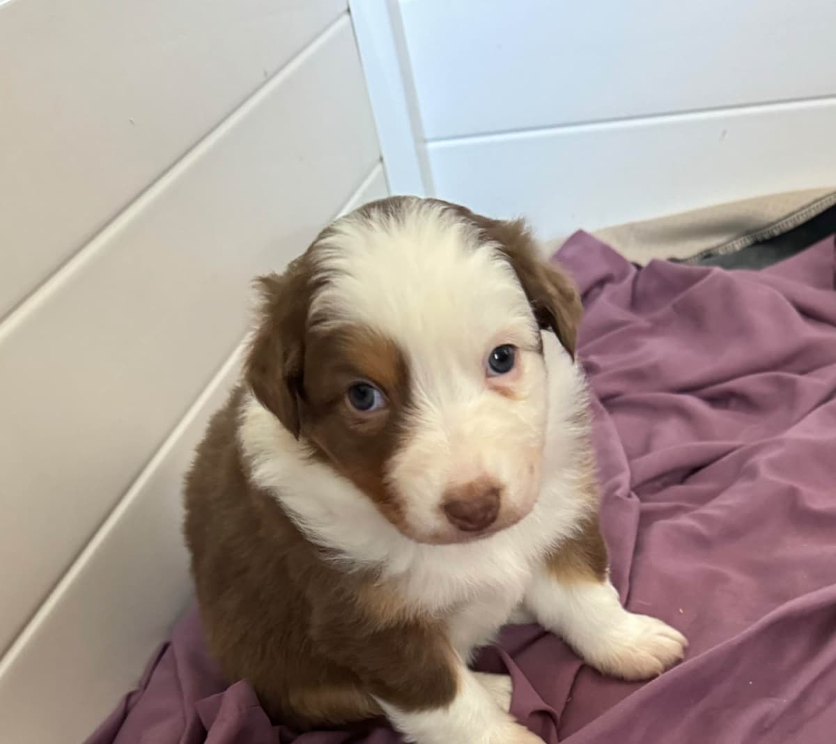 Australian Shepherd Puppies breeder image 17