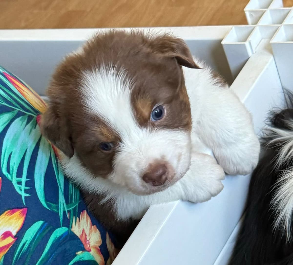 Australian Shepherd Puppies breeder image 18