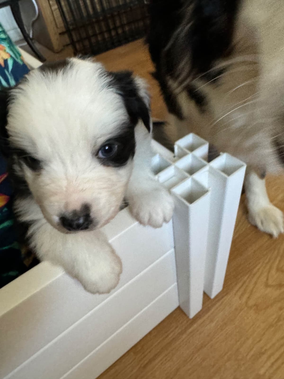 Australian Shepherd Puppies breeder image 19